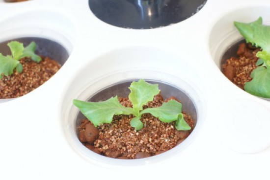 Аэроферма. Городской Фермер. Настольная грядка.