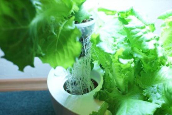 Аэроферма. Городской Фермер. Настольная грядка.