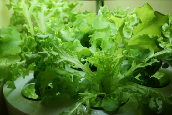 Аэроферма. Городской Фермер. Настольная грядка.