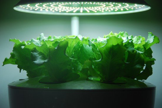 Аэроферма. Городской Фермер. Настольная грядка.