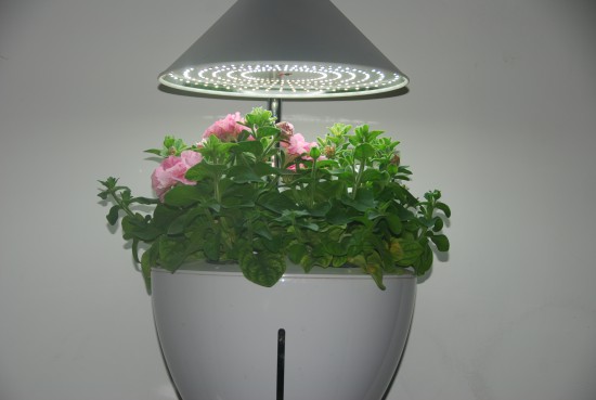 Аэроферма. Городской Фермер. Настольная грядка.