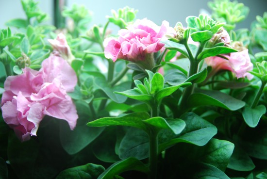 Аэроферма. Городской Фермер. Настольная грядка.