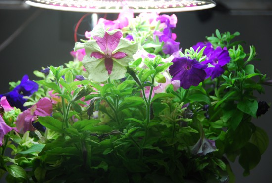 Аэроферма. Городской Фермер. Настольная грядка.