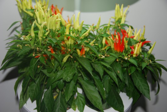 Аэроферма. Городской Фермер. Настольная грядка.