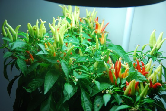 Аэроферма. Городской Фермер. Настольная грядка.