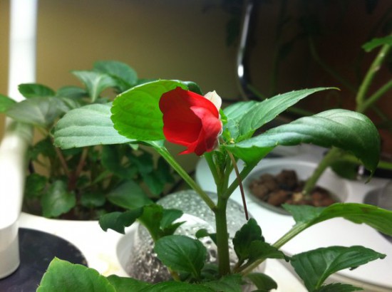 Аэроферма. Городской Фермер. Настольная грядка.