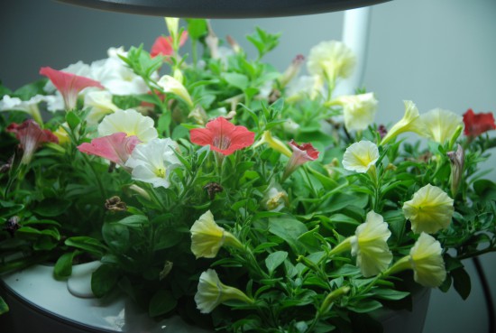 Аэроферма. Городской Фермер. Настольная грядка.