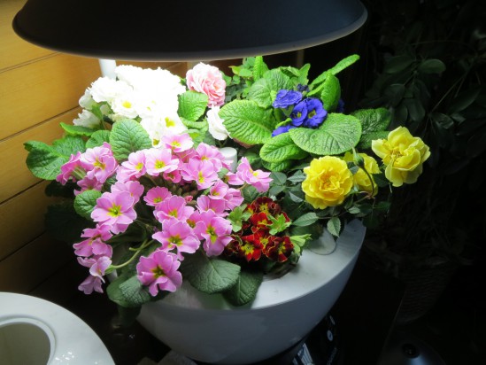 Аэроферма. Городской Фермер. Настольная грядка.